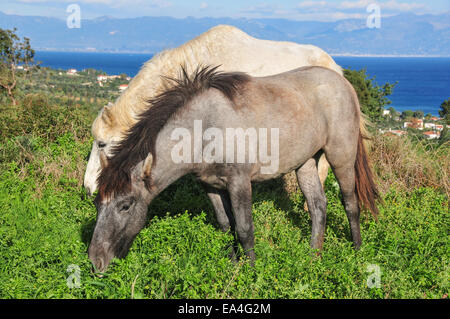 Chevaux sur une colline dans les pâturages, Chrani un village près de la ville de Kalamata dans le sud du Péloponnèse. Banque D'Images