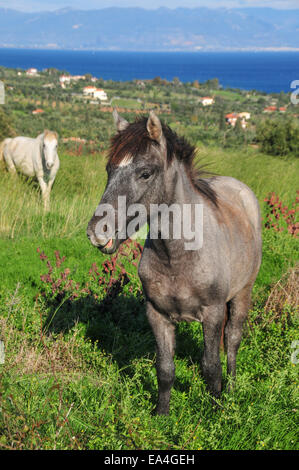 Chevaux sur une colline dans les pâturages, Chrani un village près de la ville de Kalamata dans le sud du Péloponnèse. Banque D'Images