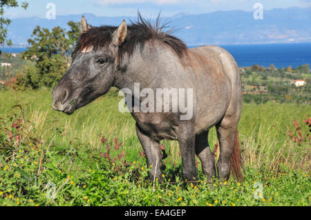 Chevaux sur une colline dans les pâturages, Chrani un village près de la ville de Kalamata dans le sud du Péloponnèse. Banque D'Images