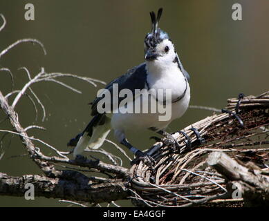 Amérique centrale Magpie à gorge blanche (Calocitta formosa-jay), d'oiseaux en captivité au zoo de Banque D'Images