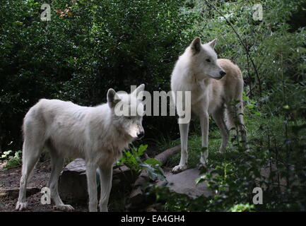 La baie d'Hudson blanc deux loups (Canis lupus hudsonicus) Banque D'Images