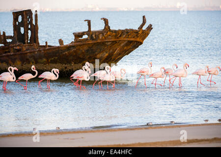 Troupeau de flamant rose gué passé un naufrage Walvis Bay, en Namibie Banque D'Images