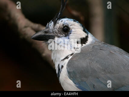 Close-up d'un pays d'Amérique centrale Magpie à gorge blanche (Calocitta formosa-jay), face caméra, vu de profil Banque D'Images