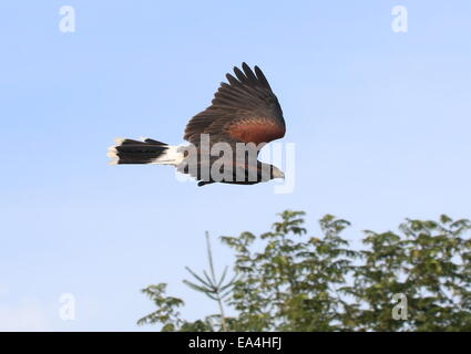 L'Épervier de Harris de l'Amérique du Nord (Parabuteo unicinctus) en vol à faible distance. A.k.a. Bay-winged hawk sombre ou Banque D'Images