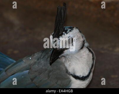 Amérique centrale Magpie à gorge blanche (Calocitta formosa-jay) face à l'appareil photo Banque D'Images