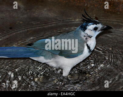 Amérique centrale Magpie à gorge blanche (Calocitta formosa-jay) echelle et de s'éclabousser dans un petit étang Banque D'Images