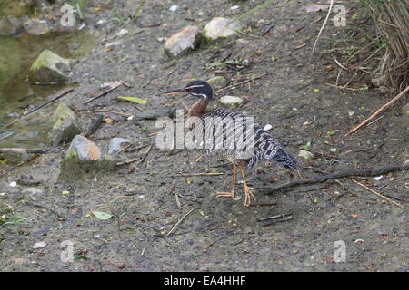 Sunbittern (Eurypyga helias) marche dans un cadre naturel près de bord de l'eau Banque D'Images