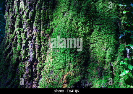 Mousse sur un tronc d'arbre Banque D'Images