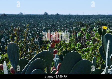 Désert du Néguev, en Israël. 08Th Nov, 2014. L'Orly Cactus Farm est une entreprise familiale créée en 1975. Couvrant 160 hectares de terrain robuste désert du Néguev il cultive de manière biologique et produit plus de 8 000 tonnes de poires cactus par an dont 50  % sont exportés. Les fruits sont abondants et disponibles pour les dix premiers mois de l'année le long de 200 kilomètres de cactus 'boulevards en dépit des pluies annuelles de pas plus de 70mm. Credit : Alon Nir/Alamy Live News Banque D'Images