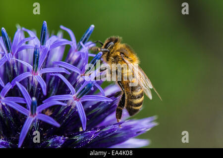 Abeille Pollinisant un Echinops ritro sur (globe thistle) dans un jardin du Warwickshire. Banque D'Images