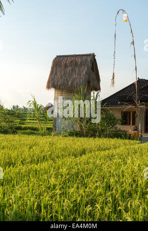 La culture traditionnelle balinaise - champ de riz à Ubud Banque D'Images