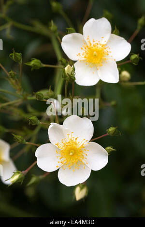 Rosa dans le jardin. Seul les roses blanches. Banque D'Images