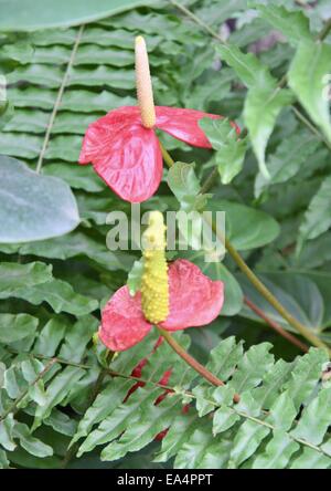 Flamingo rouge fleurs du jardin et les feuilles vert Banque D'Images