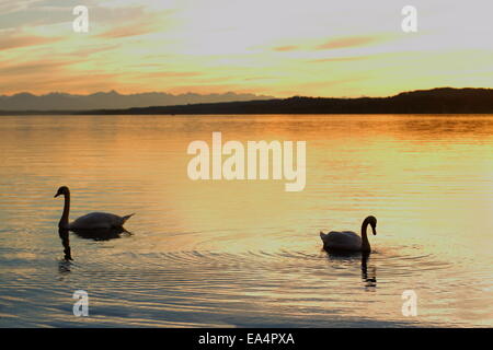 Couple de cygnes Silhouette flotte sur le lac au coucher du soleil, en arrière-plan Banque D'Images