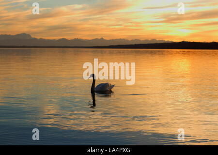 Lonely swan Silhouette flotte sur le lac au coucher du soleil, en arrière-plan Banque D'Images