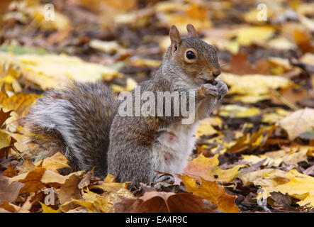 Manger un écureuil femelle écrou dans les feuilles d'automne Banque D'Images