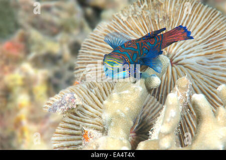 Mandarinfish ou mandarin dragonet (Synchiropus splendidus) Mer de Bohol, Cebu, Philippines, en Asie du sud-est Banque D'Images