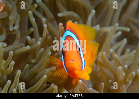 Poisson Clown rouge ou poissons-clowns (Amphiprion rubrocinctus australienne) de la mer de Bohol, Cebu, Philippines, en Asie du sud-est Banque D'Images