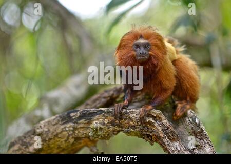 Un Lion Dore Tamarin Avec Bebe Leontopithecus Rosalia Photo Stock Alamy