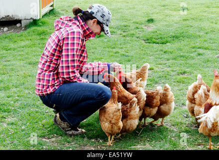 Poulets d'alimentation d'une femme Banque D'Images