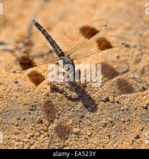 Dragon Fly reposant sur le sable , Banque D'Images