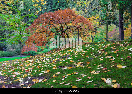 Érable japonais avec les feuilles qui tombent à l'automne dans le jardin japonais de Portland Banque D'Images