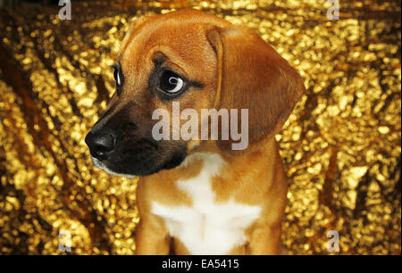 San Diego, CA, USA. 15 Oct, 2014. 15 octobre 2014 - San Diego, Californie, USA - ce mélange beagle chiot a été sauvé de l'abri de la ville de San Bernardino. Des millions de chiens sont euthanasiés chaque année dans les refuges. © Alfred KC/ZUMA/Alamy Fil Live News Banque D'Images