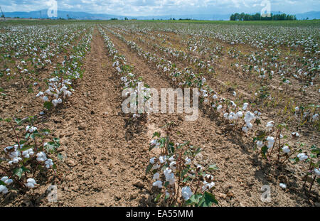 Des plants de coton. Journée ensoleillée Banque D'Images