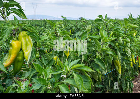 Les plantations de piments dans le domaine. Close up papiers vert et rouge Banque D'Images