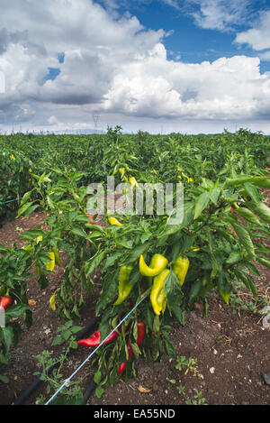 Les plantations de piments dans le domaine. Close up papiers vert et rouge Banque D'Images