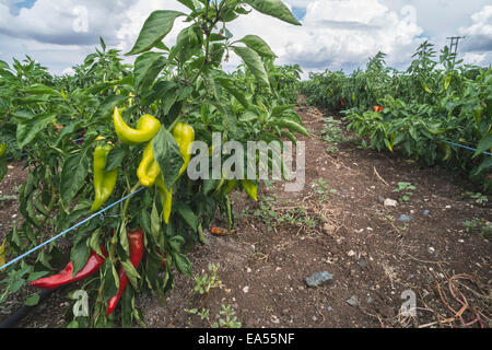 Les plantations de piments dans le domaine. Close up papiers vert et rouge Banque D'Images