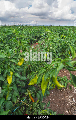 Les plantations de piments dans le domaine. Close up papiers vert et rouge Banque D'Images