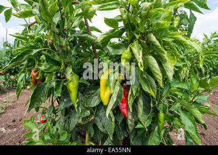 Les plantations de piments dans le domaine. Close up papiers vert et rouge Banque D'Images