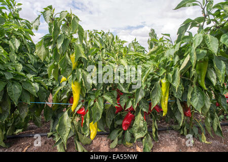 Les plantations de piments dans le domaine. Close up papiers vert et rouge Banque D'Images