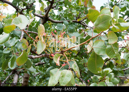 Pistachier. Close up branche avec fruits Banque D'Images