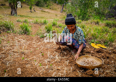 Yuliana Fuka travaille sur ses terres agricoles sèches dans le village de Fatumnasi, au pied du mont Mutis, au Timor central du Sud, à Nusa Tenggara de l'est, en Indonésie. Banque D'Images