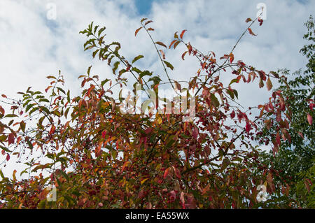 Les feuilles et les fruits de l'arbre de fusée comme ils passent du vert au rouge en automne Banque D'Images