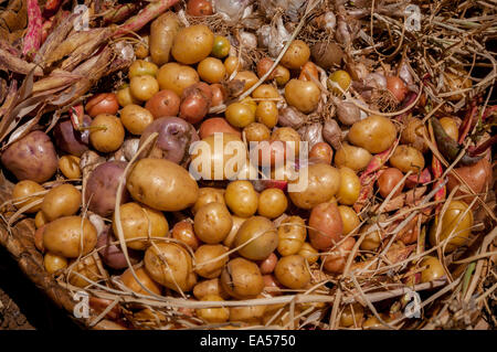 Les pommes de terre, ails, et haricots rouges récoltés dans Fatumnasi terre agricole, île de Timor, l'Indonésie. Banque D'Images