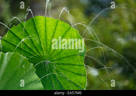 Feuilles de Lotus Banque D'Images