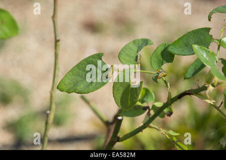 Trois grands tenthrède du Rose s'alimentent sur les feuilles d'une rose est une plante cultivée. Ils sont soit Arge pagana ou Arge ochropus Banque D'Images