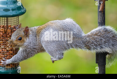 L'écureuil gris de l'équilibre sur un stand d'oiseaux manger une cacahuète Banque D'Images
