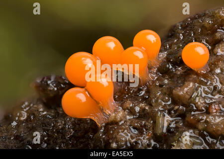 Des organes de fructification d'un myxomycète myxomycète, ou, Trichia decipiens, Longshaw, Derbyshire Peak District, Banque D'Images