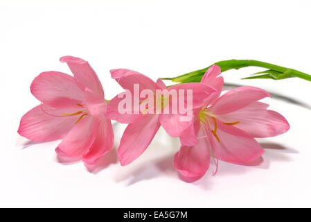 Shizostylis Jennifer (Kaffir Lily rose) Banque D'Images