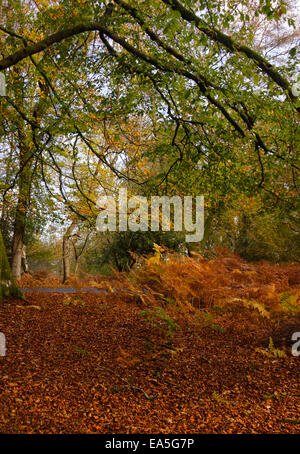 Couleurs d'automne dans la forêt de Bolderwood, Nouveau, Hampshire, Angleterre Banque D'Images