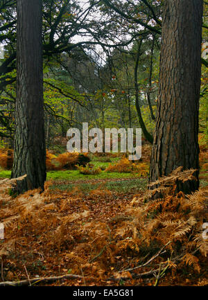 Couleurs d'automne dans la forêt de Bolderwood, Nouveau, Hampshire, Angleterre Banque D'Images