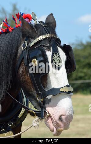 Chef de Shire Horse Banque D'Images