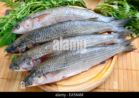 Poisson frais de la mer Banque D'Images