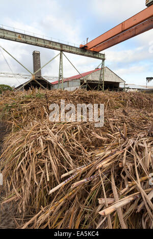 La canne à sucre à une usine de canne à sucre, l'Ile Maurice Banque D'Images