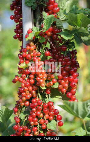 Groseille rouge Banque D'Images