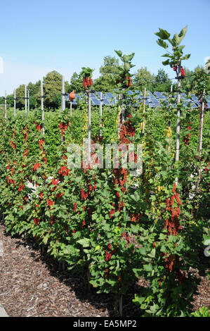 Groseille rouge Banque D'Images